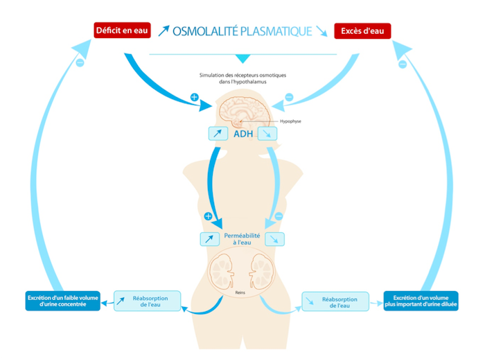 Eau et hydratation Bases physiologiques chez