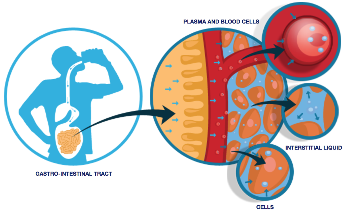 Water and hydration Physiological basis in adults Hydration for Health